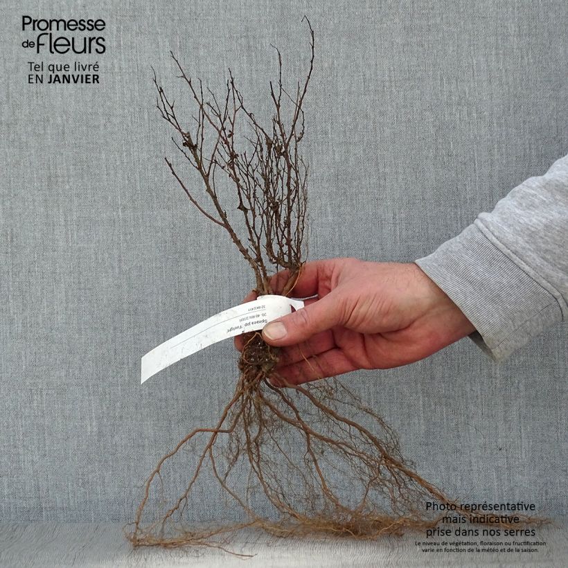 Spirea japonica Firelight - Spirea del Giappone Piante piccole a radice nuda esemplare consegnato in inverno