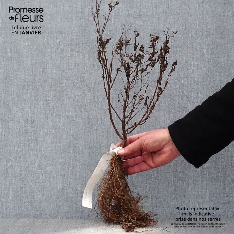 Spirea japonica Goldflame - Spirea del Giappone Piante piccole a radice nuda esemplare consegnato in inverno