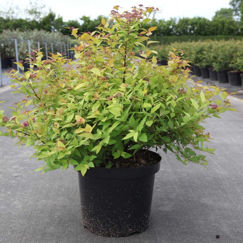 Spirea japonica Goldmound - Spirea del Giappone (Porto)