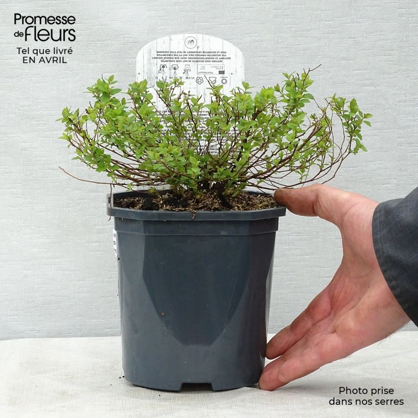 Spirea japonica Little Princess - Spirea del Giappone Vaso da 2L/3L esemplare consegnato in primavera
