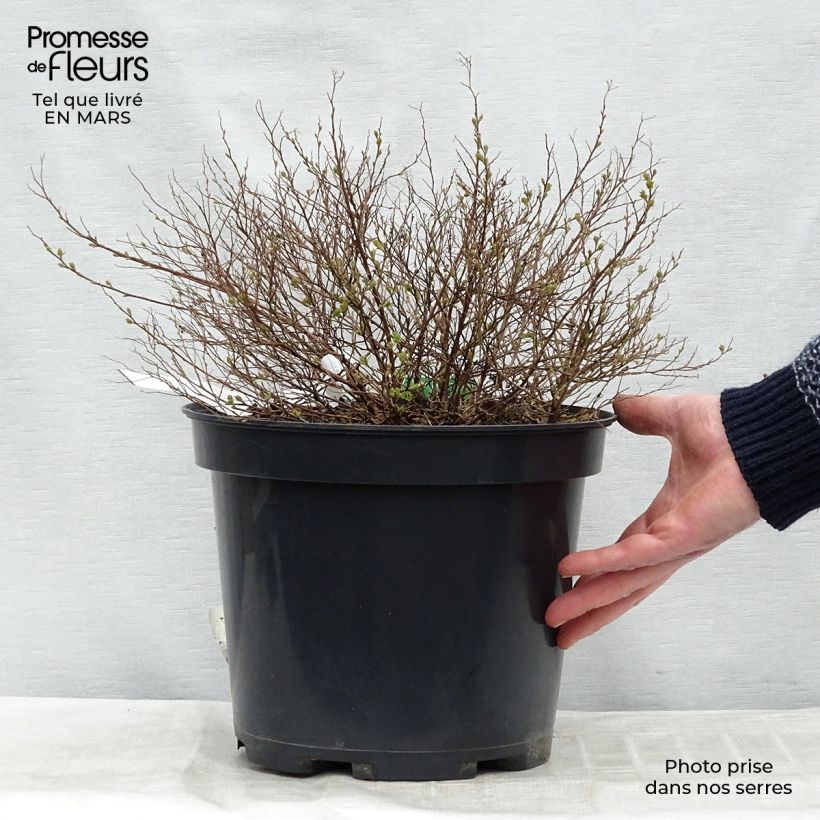 Spirea japonica Little Princess - Spirea del Giappone Vaso da 4L/5L esemplare consegnato in primavera