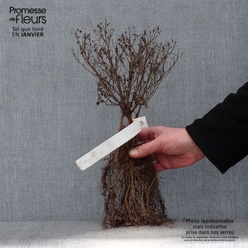 Spirea japonica Little Princess - Spirea del Giappone Piante piccole a radice nuda esemplare consegnato in inverno