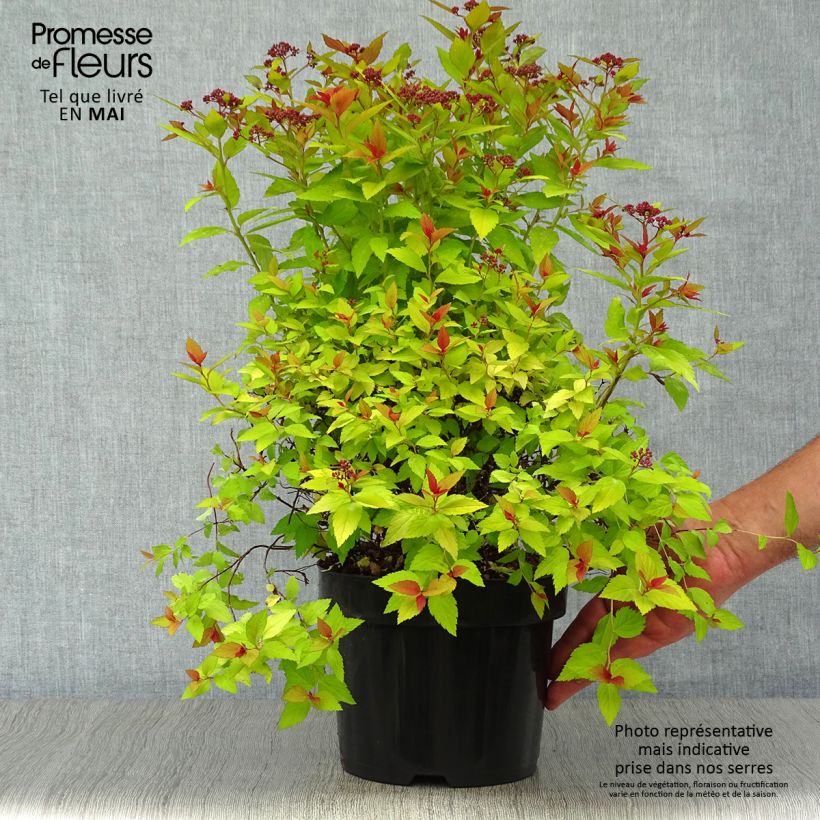 Example of Spirea japonica Magic Carpet - Spirea del Giappone Vaso da 2L/3L as you get in printemps