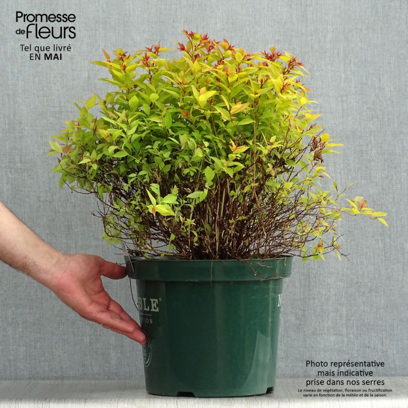Example of Spirea japonica Magic Carpet - Spirea del Giappone Vaso da 4L/5L as you get in printemps