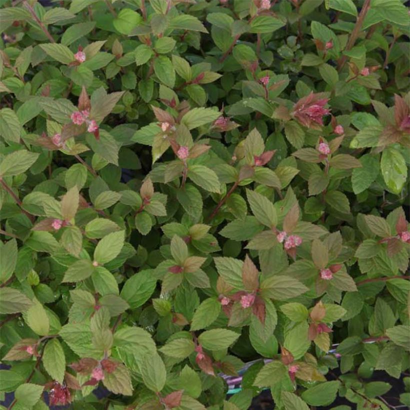 Spirea japonica Nana - Spirea del Giappone (Foliage)