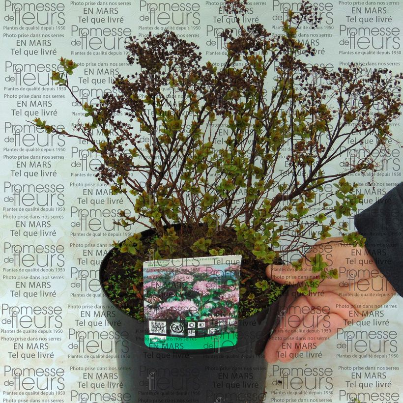 Example of Spirea japonica Nana - Spirea del Giappone Vaso da 3L/4L as you get
