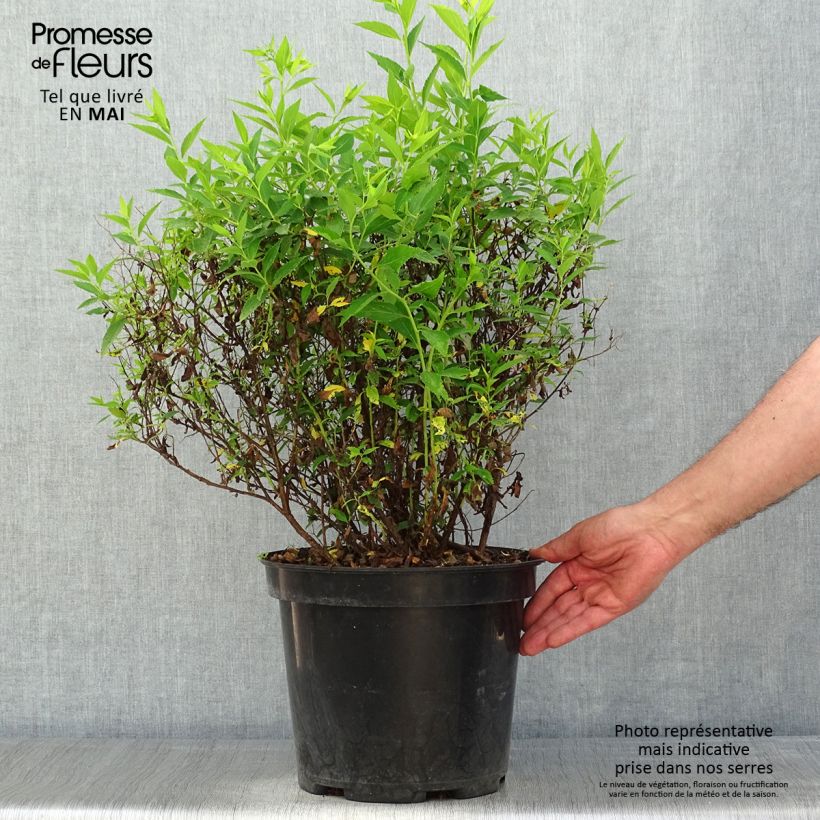 Example of Spirea japonica Shirobana Genpei - Spirea del Giappone Vaso da 7,5L/10L as you get in printemps