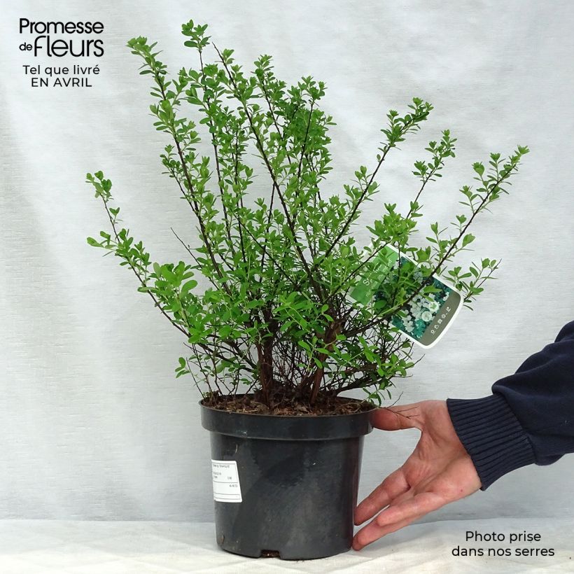 Example of Spirea nipponica Snowmound Vaso da 3L/4L as you get in printemps