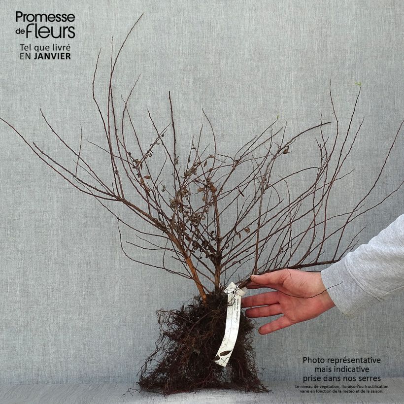 Example of Spirea nipponica Snowmound Piante piccole a radice nuda as you get in hiver