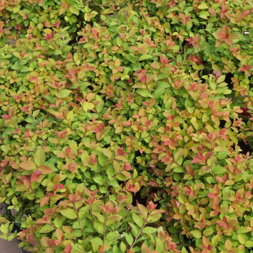 Spirea japonica Sparkling Champagne - Spirea del Giappone (Foliage)