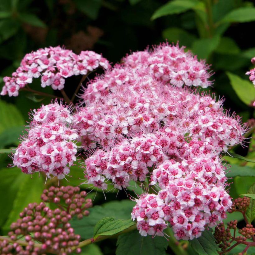 Spirea japonica Sparkling Champagne - Spirea del Giappone (Flowering)