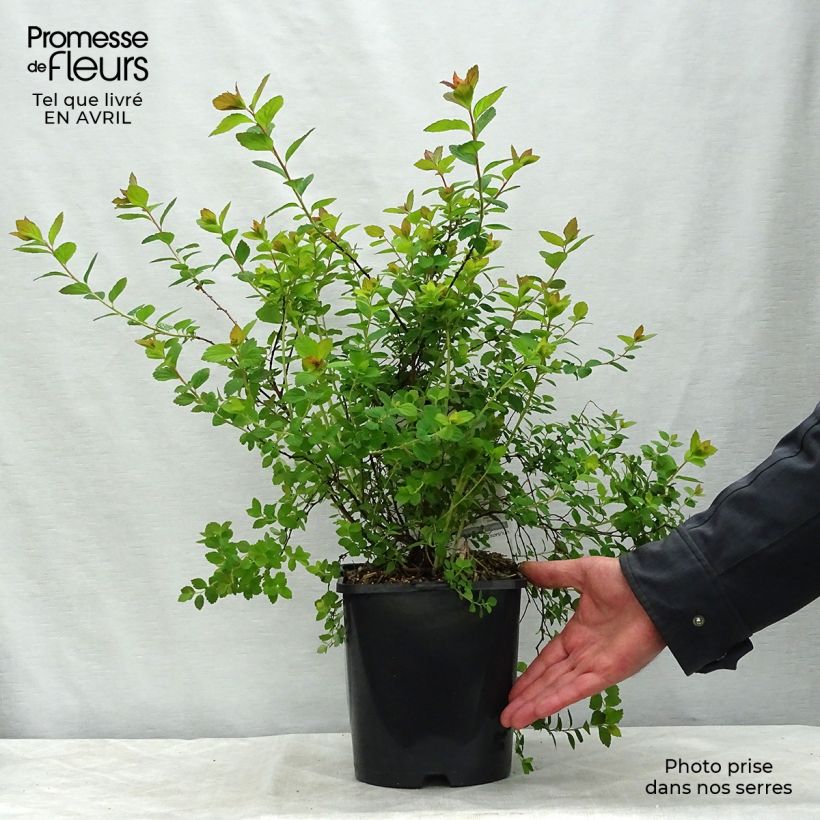 Example of Spirea japonica Sparkling Champagne - Spirea del Giappone Vaso da 3L/4L as you get in printemps