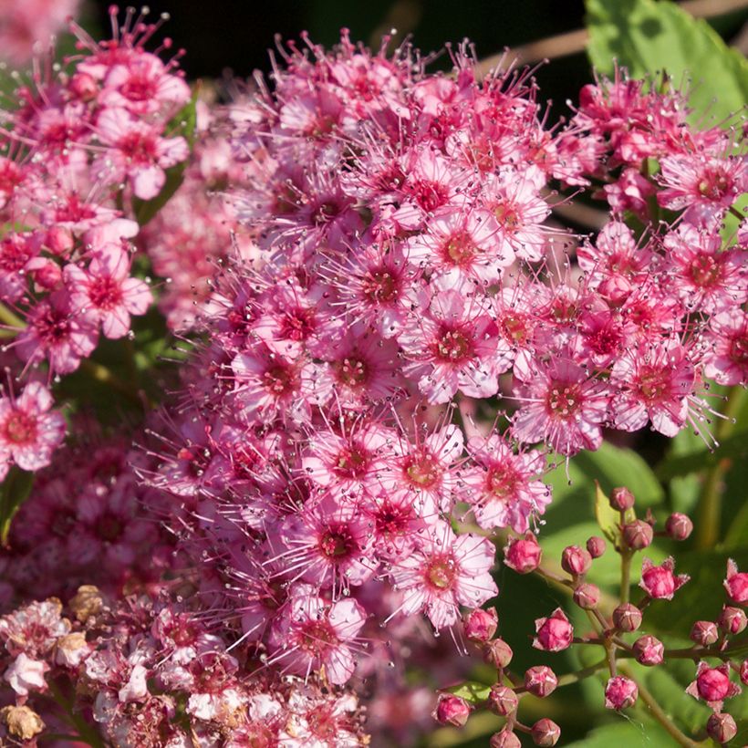 Spirea japonica Froebelii - Spirea del Giappone (Flowering)