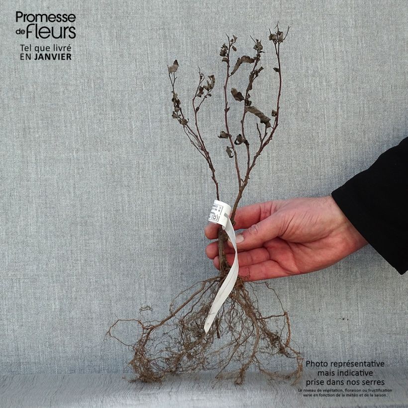 Example of Spirea japonica Froebelii - Spirea del Giappone Piante piccole a radice nuda, A cespuglio as you get in hiver