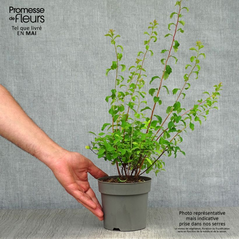 Example of Spirea nipponica Halwards Silver Vaso da 1L/1,5L as you get in printemps