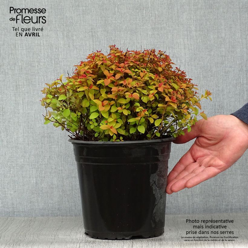 Spirea japonica Zen'Spirit Caramel - Spirea del Giappone Vaso da 3L/4L esemplare consegnato in primavera