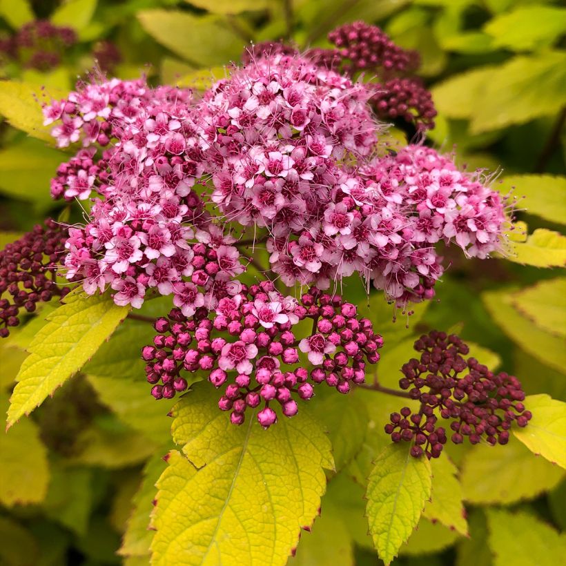 Spirea japonica Double Play Big Bang Tracy - Spirea del Giappone (Fioritura)