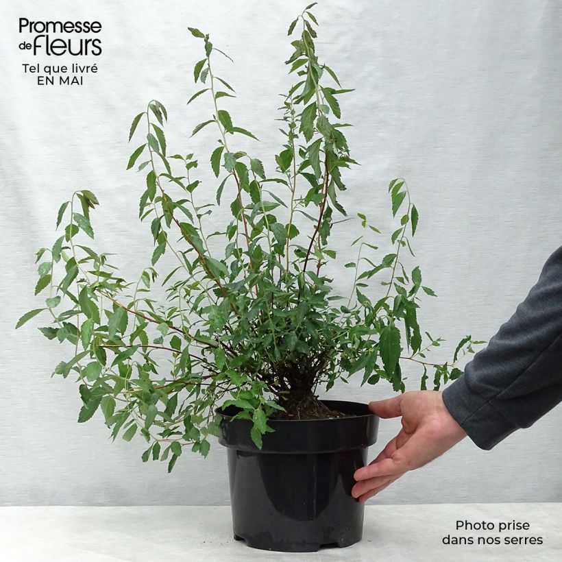 Spirea japonica Anthony Waterer - Spirea del Giappone Vaso da 4L/5L esemplare consegnato in primavera