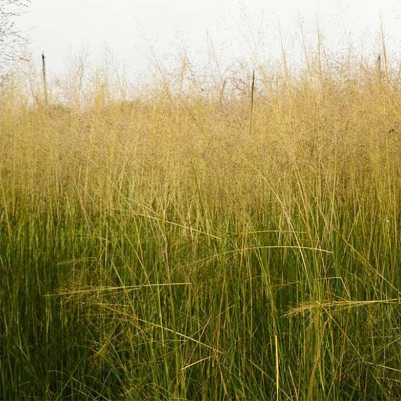 Sporobolus airoides JS Delicatesse (Flowering)