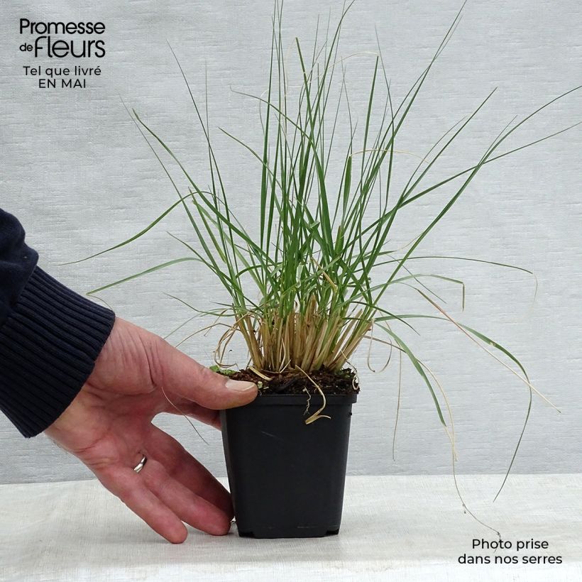 Example of Sporobolus airoides JS Delicatesse Vasetto da 8/9 cm as you get in printemps