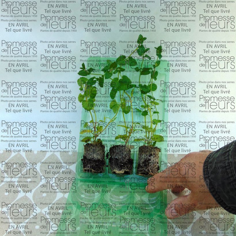 Example of Stachys Lilac Falls mini zolla... as you get