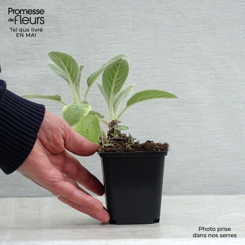 Example of Stachys byzantina Big Ears - Stregona candida Vasetto da 8/9 cm as you get in printemps