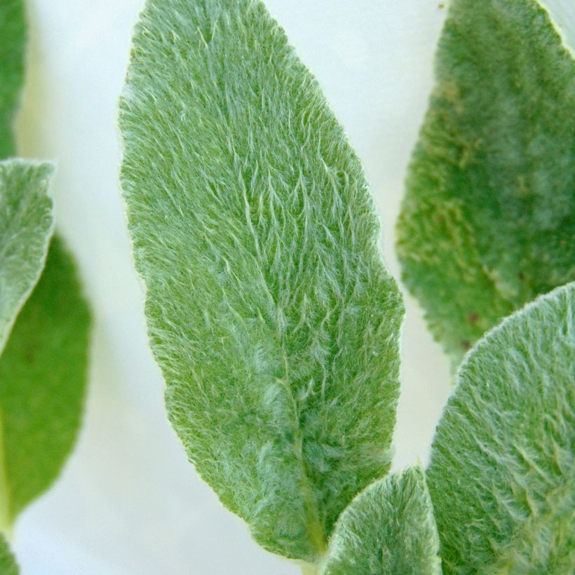 Stachys byzantina - Stregona candida (Foliage)