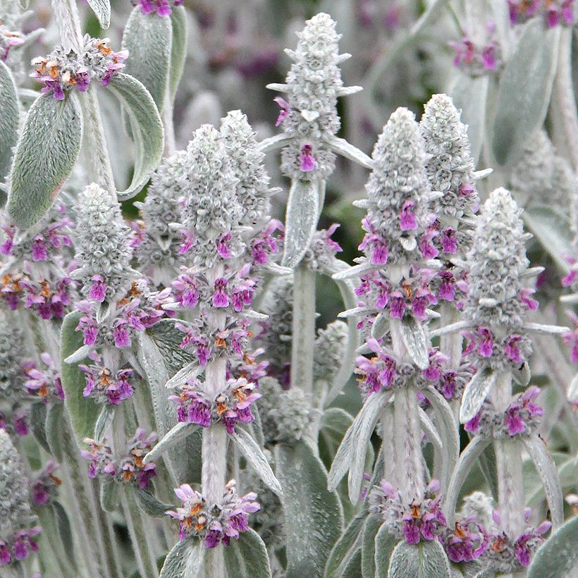 Stachys byzantina - Stregona candida (Flowering)