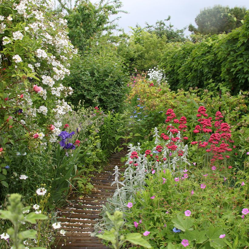 Stachys byzantina - Stregona candida (Plant habit)