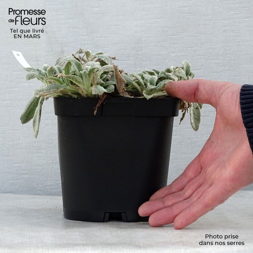 Example of Stachys byzantina - Stregona candida Vaso da 2L/3L as you get in printemps