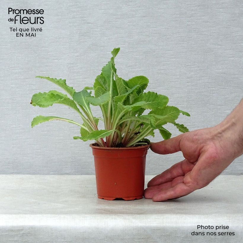 Example of Stachys byzantina - Stregona candida Vasetto da 8/9 cm as you get in printemps