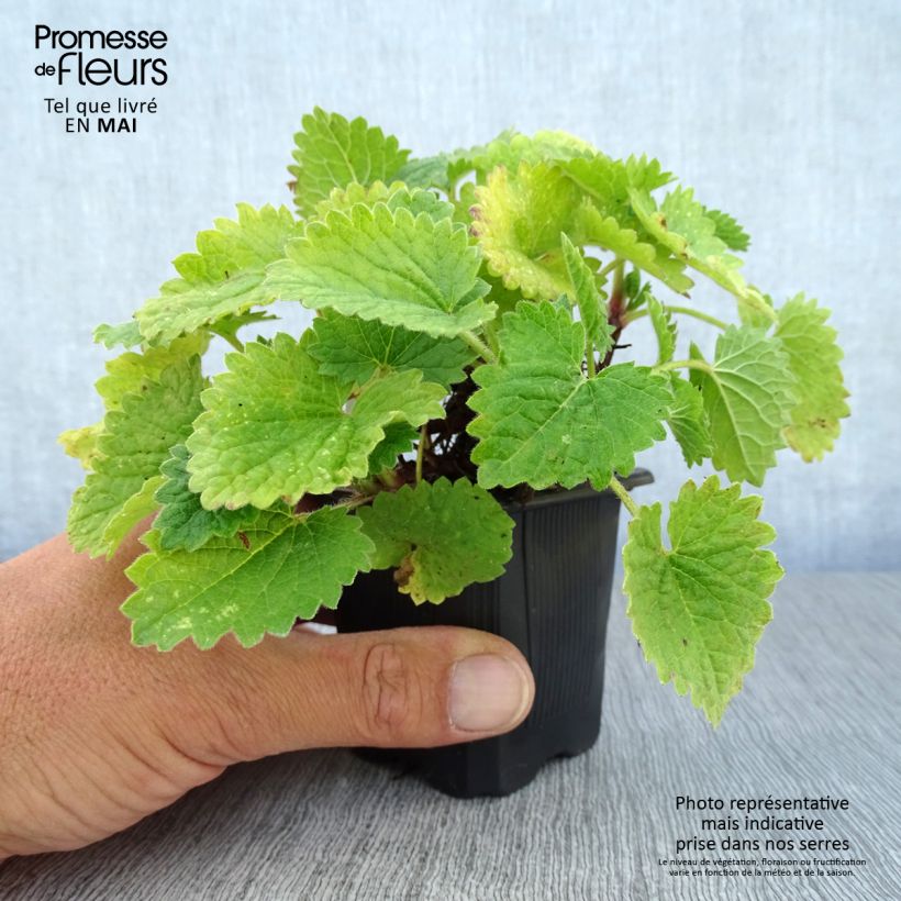 Example of Stachys grandiflora Superba Vasetto da 8/9 cm as you get in printemps