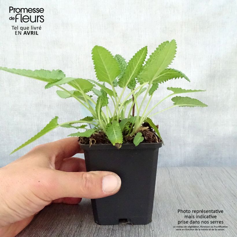 Example of Stachys monieri Hummelo Vasetto da 8/9 cm as you get in printemps