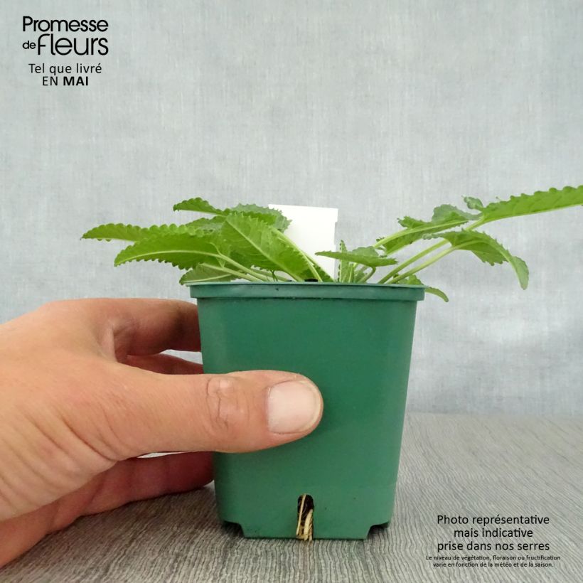 Stachys officinalis Alba - Betonica comune Vasetto da 8/9 cm esemplare consegnato in primavera