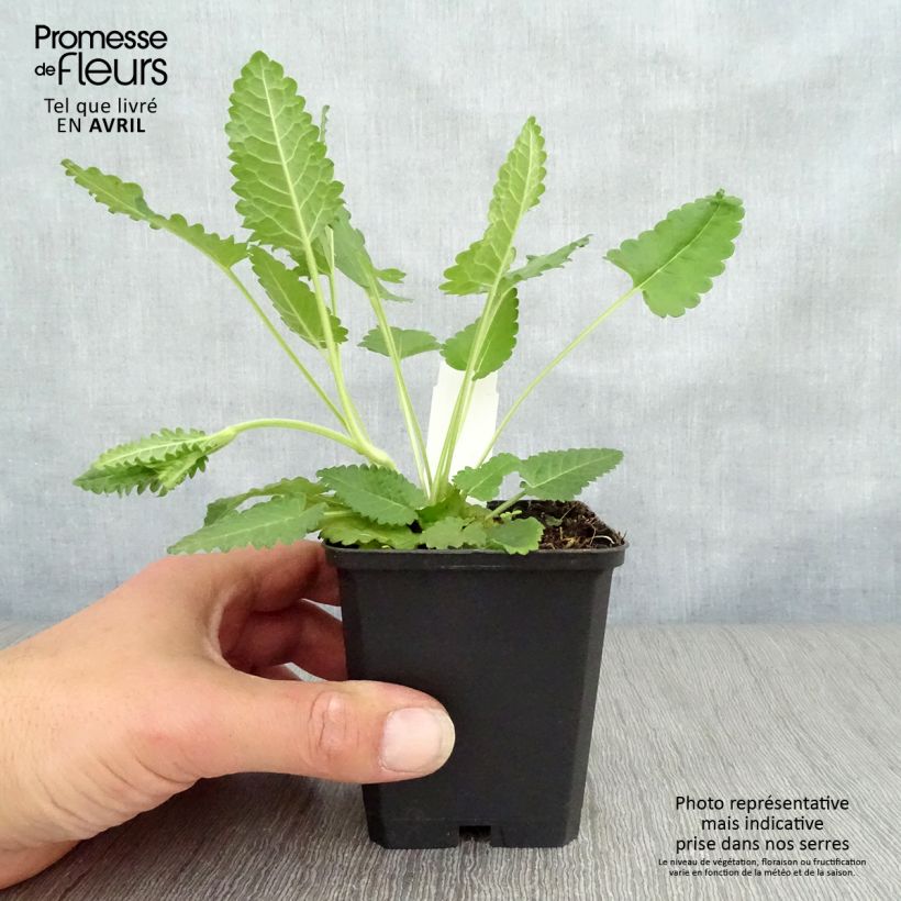 Stachys officinalis - Betonica comune Vasetto da 8/9 cm esemplare consegnato in primavera