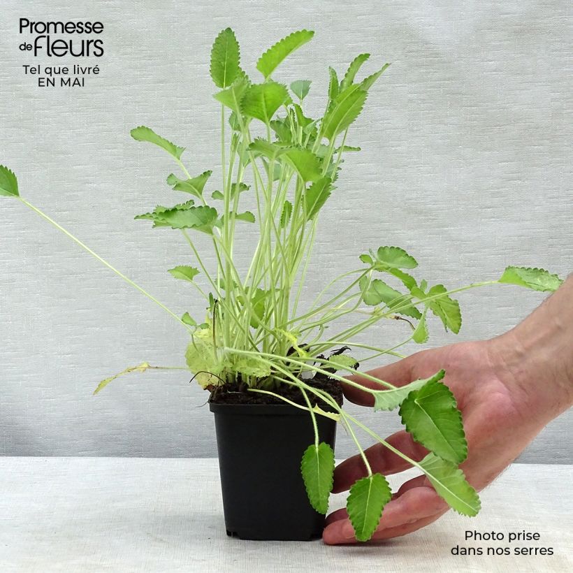 Example of Stachys officinalis Pink Cotton Candy - Betonica comune Vasetto da 8/9 cm as you get in printemps