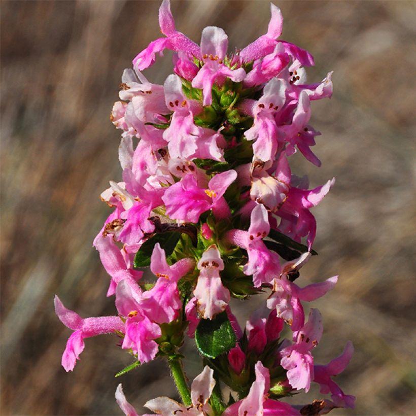 Stachys officinalis Pink Cotton Candy - Betonica comune (Flowering)