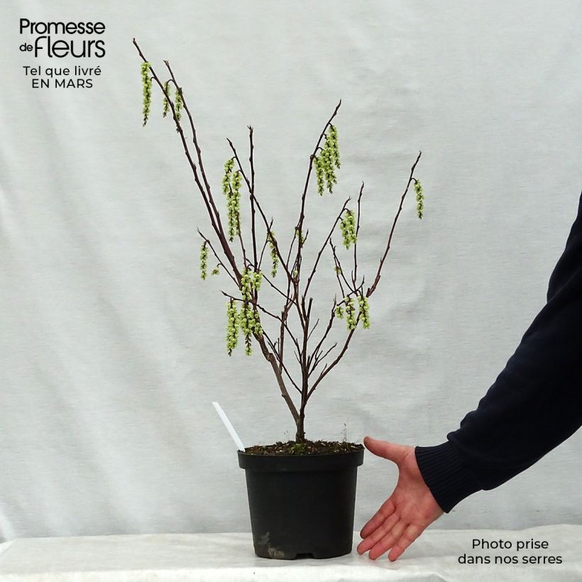 Example of Stachyurus chinensis Celina Vaso da 3L/4L as you get in printemps