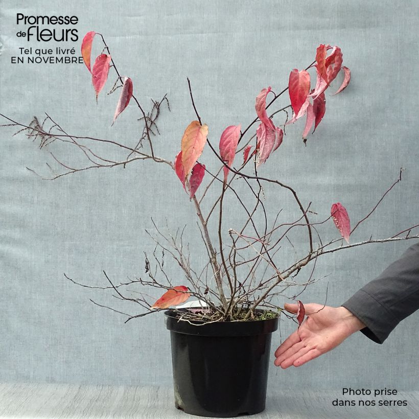 Esemplare di Stachyurus chinensis Joy Forever Vaso da 7,5L/10L come consegnato in autunno
