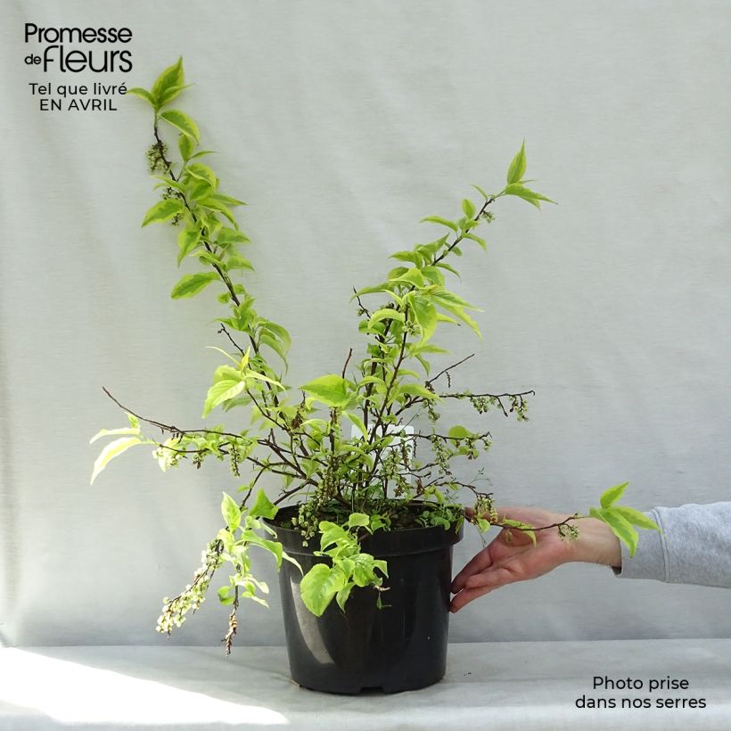 Example of Stachyurus chinensis Joy Forever Vaso da 7,5L/10L as you get in printemps
