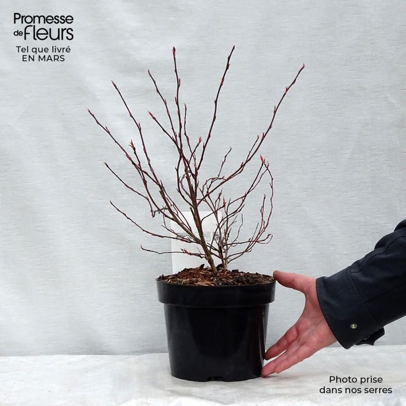 Example of Stachyurus chinensis Joy Forever Vaso da 2L/3L as you get in printemps