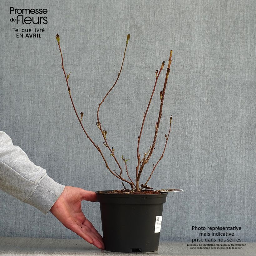 Stachyurus praecox Vaso da 2L/3L esemplare consegnato in primavera