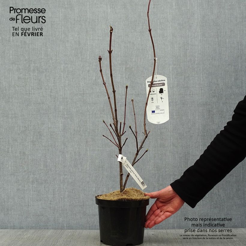 Example of Staphylea colchica Black Beauty Vaso da 4L/5L as you get in hiver