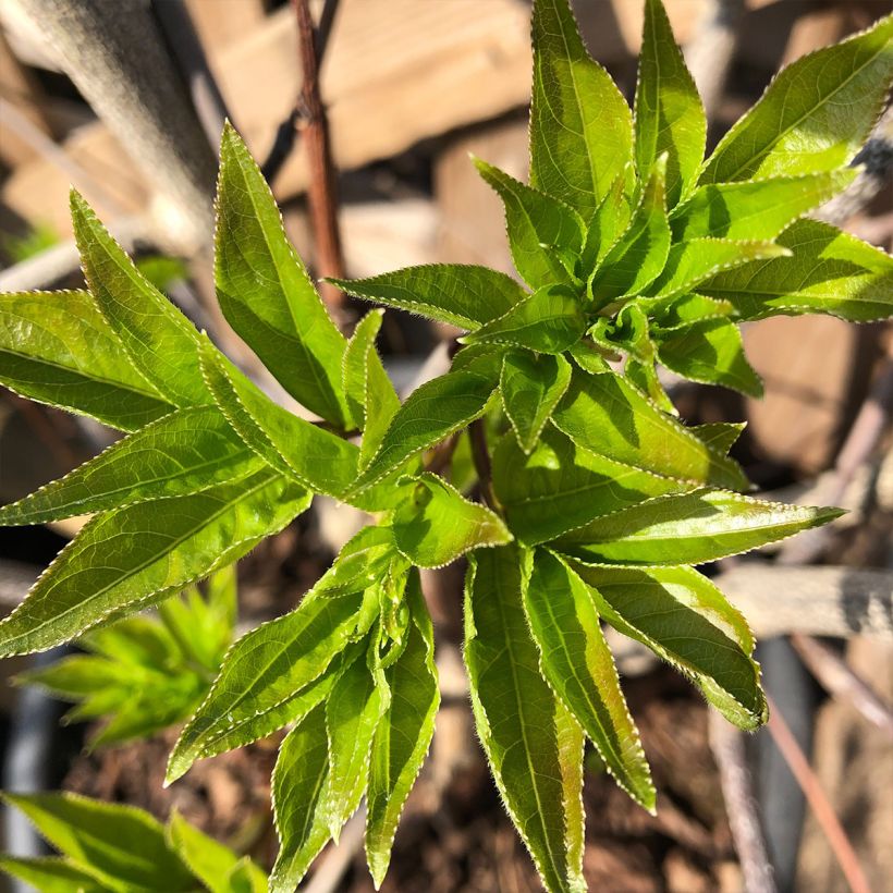 Staphylea colchica Black Jack (Fogliame)