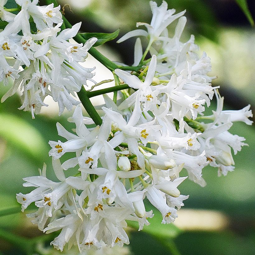 Staphylea colchica Black Jack (Fioritura)