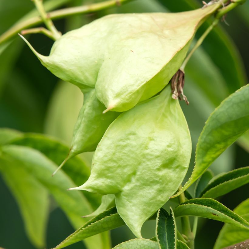 Staphylea colchica Black Jack (Raccolta)