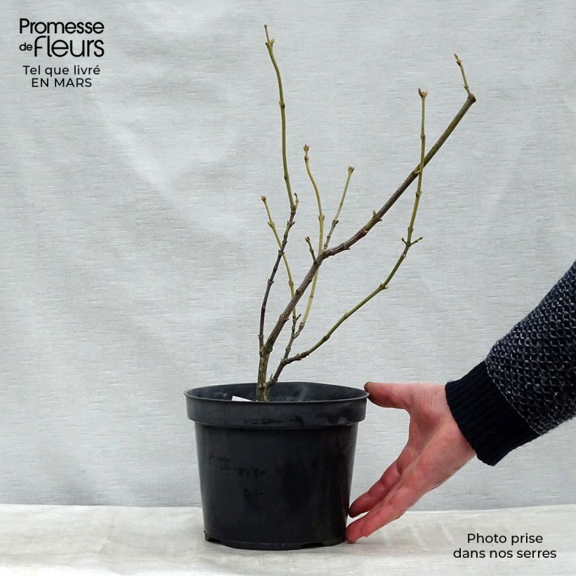 Staphylea pinnata - Bossolo Zolla 'Pronta da piantare' esemplare consegnato in inverno
