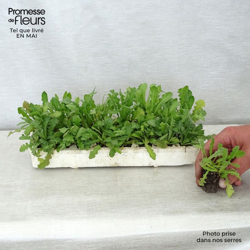 Limonium sinuatum Forever Mix - Statice Jardimotte: zolla da 3,8 cm x 3,2 cm in vassoio da 16 pezzi. esemplare consegnato in primavera