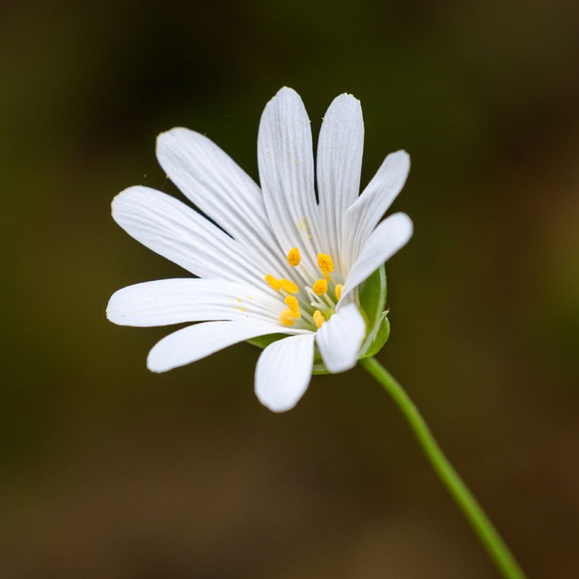 Stellaria holostea - Centocchio garofanina (Fioritura)