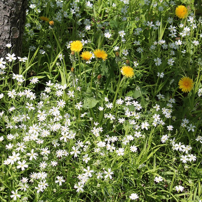 Stellaria holostea - Centocchio garofanina (Porto)